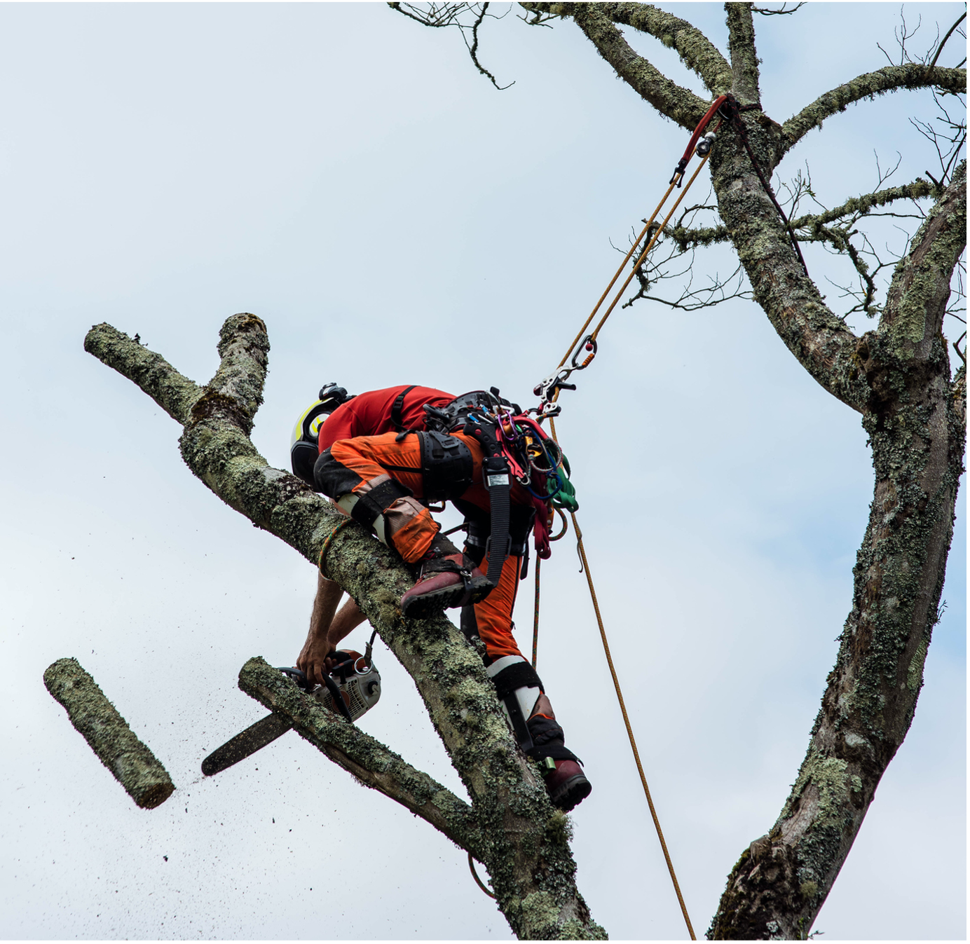 Baumpfleger in Velbert am arbeiten